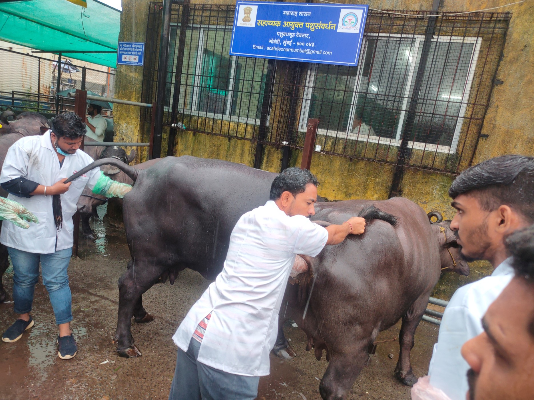 Student Performing Per Rectal Examination At Deonar